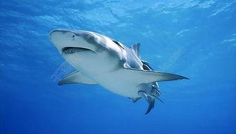 狂野鲛鲨最新爆料图片,神秘海洋生物惊现深海秘境